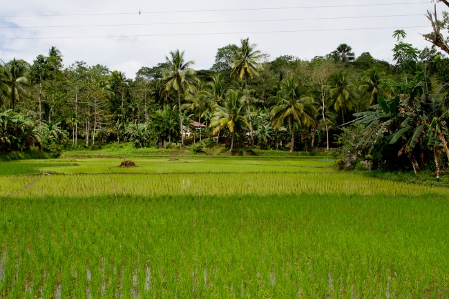 Rice Fields