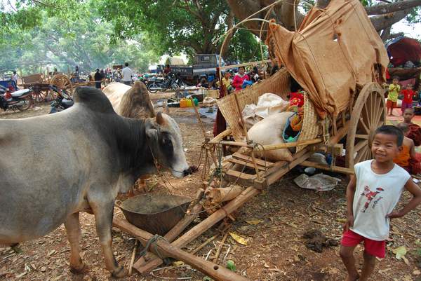 Saug festival water buffalo