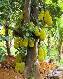 Jackfruit