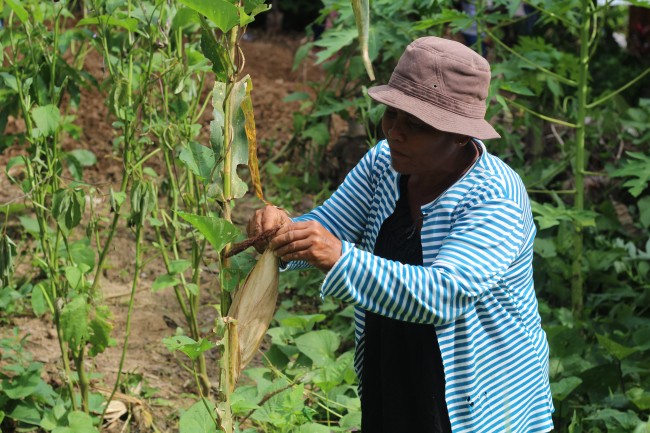 The Vegetable Gardens in the village are taking shape.