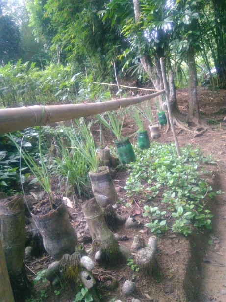 The vegetable gardens are thriving.