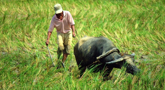 waterbuffalo2