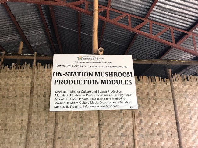 Mushroom Farming in the village.